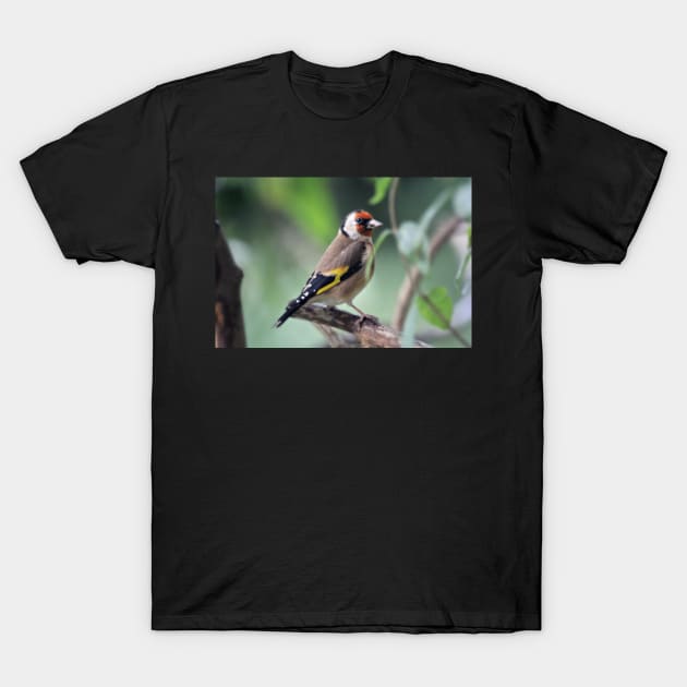 Goldfinch T-Shirt by gracethescene